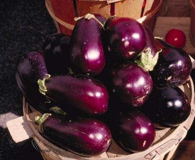 Aubergine