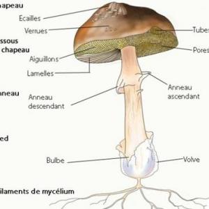 Champignon