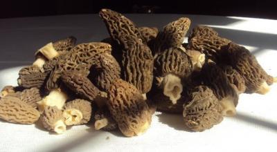 Morilles20150102