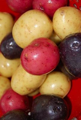 Salades de pomme de terre bleu blanc rouge 2011